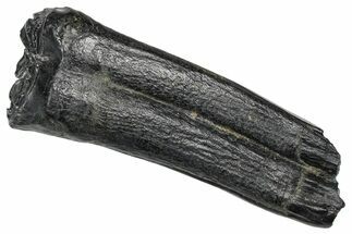 Pleistocene Aged Fossil Horse Tooth - South Carolina #374137