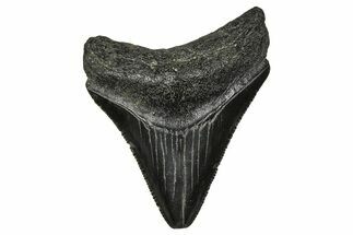 Serrated, Juvenile Megalodon Tooth - South Carolina #374230