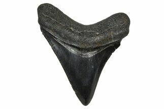 Juvenile Megalodon Tooth - South Carolina #374232