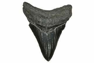 Serrated, Juvenile Megalodon Tooth - South Carolina #374233