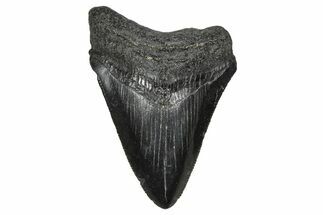 Serrated, Juvenile Megalodon Tooth - South Carolina #374234