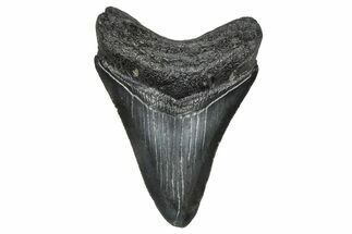 Serrated, Juvenile Megalodon Tooth - South Carolina #374235