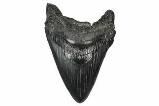 Fossil Megalodon Tooth - South Carolina #374238