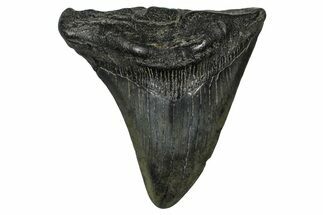 Partial Fossil Megalodon Tooth - South Carolina #374263