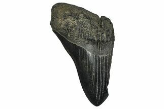 Partial Fossil Megalodon Tooth - South Carolina #374265
