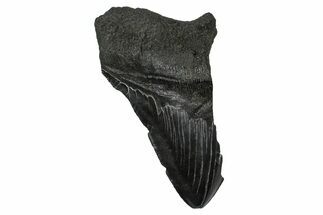 Partial Fossil Megalodon Tooth - Serrated Edge #374267