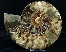 Large Inch Cut & Polished Ammonite (Half) #2983
