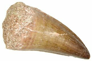 Fossil Mosasaur (Thalassotitan) Tooth - Morocco #374481