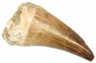 Fossil Prognathodontid Mosasaur Tooth - Morocco #374486