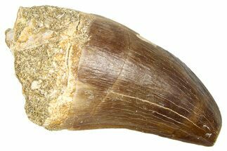 Fossil Prognathodontid Mosasaur Tooth - Morocco #374493