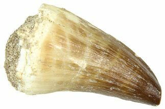 Fossil Prognathodontid Mosasaur Tooth - Morocco #374510