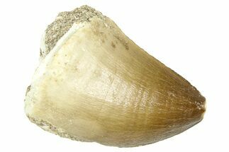 Fossil Mosasaur (Thalassotitan) Tooth - Morocco #374523