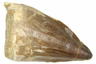Fossil Mosasaur (Thalassotitan) Tooth - Morocco #374528
