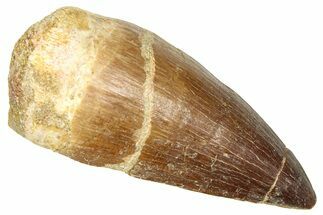 Fossil Prognathodontid Mosasaur Tooth - Morocco #374537