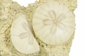 Two Fossil Sand Dollars (Scutella) - France #359696