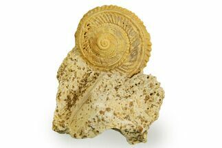Jurassic Sea Snail (Obornella) Fossil - Évrecy, France #367759