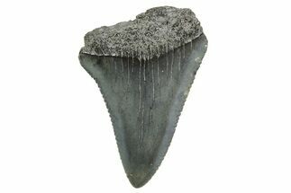 Serrated, Fossil Great White Shark Tooth - South Carolina #374671