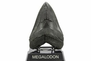 Fossil Shark Teeth For Sale