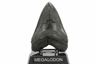 Serrated, Fossil Megalodon Tooth - South Carolina #374675