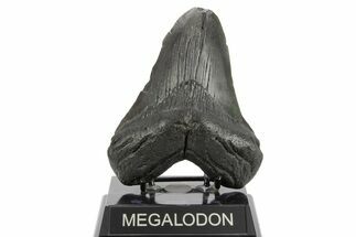 Fossil Megalodon Tooth - South Carolina #374681