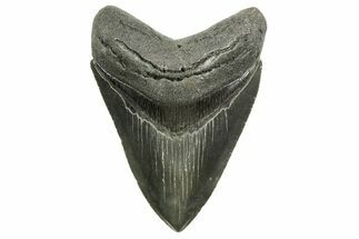 Serrated, Fossil Megalodon Tooth - South Carolina #374695