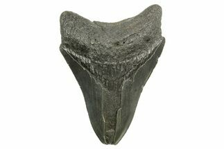 Bargain, Fossil Megalodon Tooth - Serrated Blade #374717