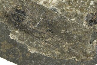 Oligocene Fossil Percoid Fish (Oligoserranoides) - Poland #374392