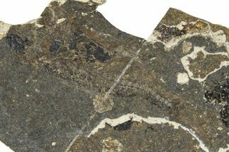 Oligocene Fossil Percoid Fish (Oligoserranoides) - Poland #374393