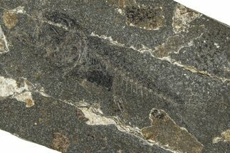 Oligocene Fossil Percoid Fish (Oligoserranoides) - Poland #374397