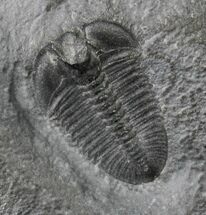 Bathyuriscus Fimbiatus Trilobite - Utah #19679