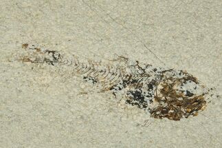 Oligocene Fossil Deep-Sea Hatchetfish (Polyipnus) - Poland #374284