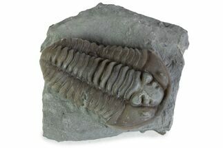 Prone Flexicalymene Trilobite - Mt Orab, Ohio #375187