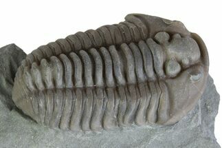 Prone Flexicalymene Trilobite - Mt Orab, Ohio #375190