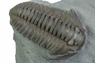 Prone Flexicalymene Trilobite - Mt Orab, Ohio #375196