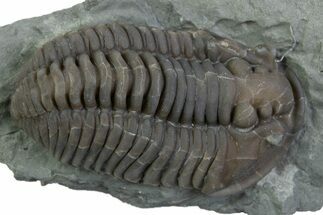 Flexicalymene Trilobite - Mt Orab, Ohio #375201