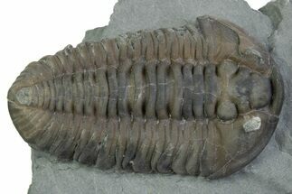 Prone Flexicalymene Trilobite - Mt Orab, Ohio #375202
