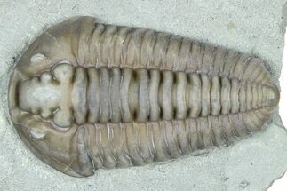 Prone Flexicalymene Trilobite - Mt Orab, Ohio #375317