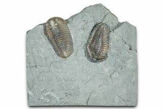 Two Flexicalymene Trilobite Fossils - Mt Orab, Ohio #375319