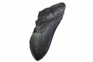 Partial, Fossil Megalodon Tooth - South Carolina #374957