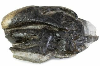 Eocene Fossil Crab (Pulalius) Cheliped - Washington State #375375