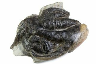 Eocene Fossil Crab (Pulalius) Cheliped - Washington State #375375