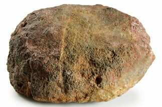 Silurian Fossil Crinoid (Scyphocrinites) Lobolith - Morocco #375293