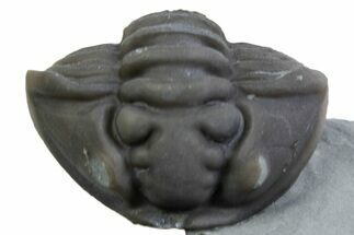 Wide Enrolled Flexicalymene Trilobite - Mt Orab, Ohio #375226