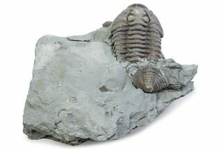 Bargain, Flexicalymene Trilobite - Mt Orab, Ohio #375245