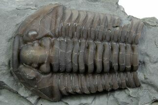 Bargain, Flexicalymene Trilobite - Mt Orab, Ohio #375246