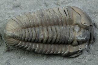 Prone Flexicalymene Trilobite - Mt Orab, Ohio #375247