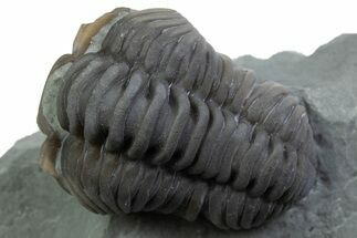Long Curled Flexicalymene Trilobite - Mt Orab, Ohio #375286