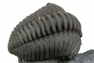 Long Curled Flexicalymene Trilobite - Mt Orab, Ohio #375291