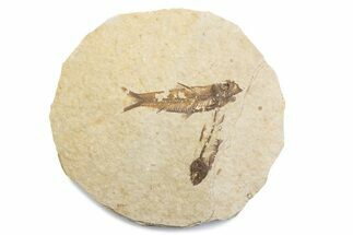 Fossil Fish (Knightia) Mortality Plate - Wyoming #375379