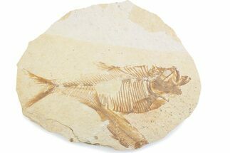 Fossil Fish (Diplomystus) Mortality Plate - Wyoming #375414